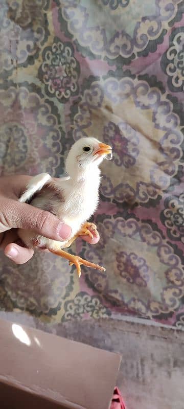 chick for sale home breed han Meri 20 din ka han abhi 2