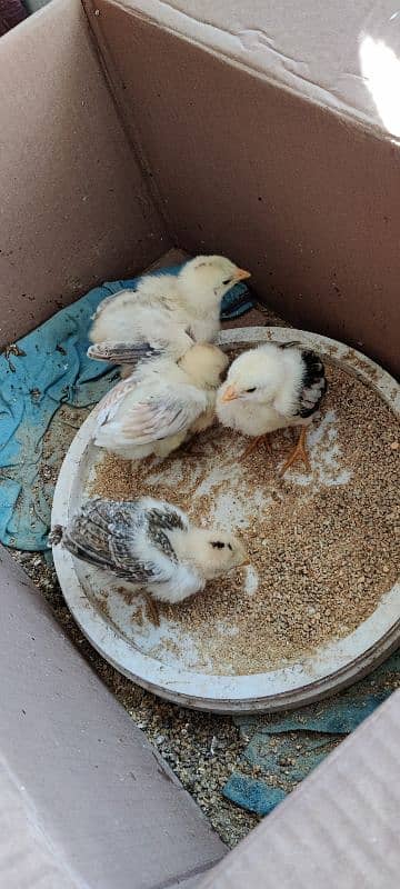 chick for sale home breed han Meri 20 din ka han abhi 3