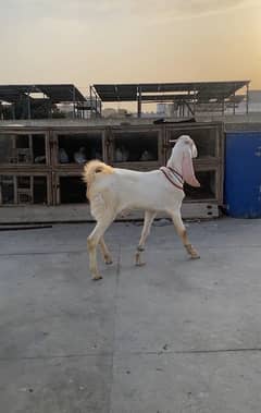 MASHALLAH GULABI BAKRA FOR SALE AGE PAKKA KHEERA GHAR KA PALAWA HEA