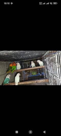 Available 4 love birds breeder pairs