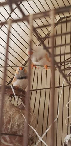 zebra Finch 2 pairs