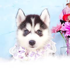 Blue Eyes Siberian Husky