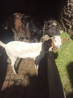 goat for sell