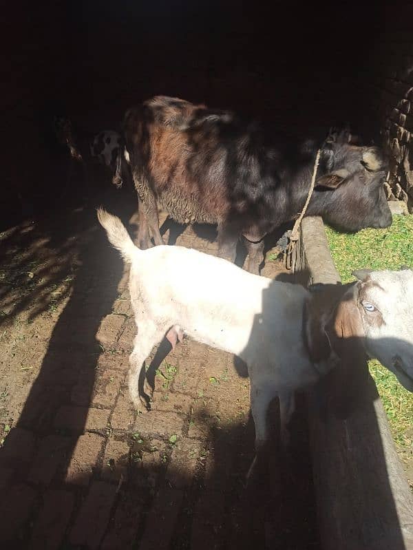 goat for sell 1