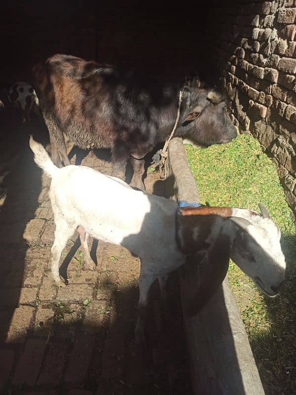 goat for sell 2