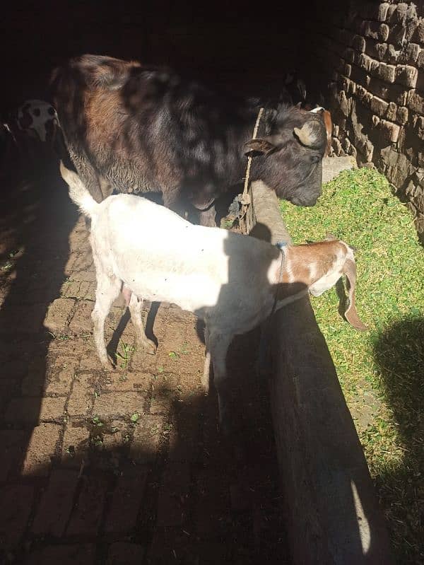 goat for sell 3