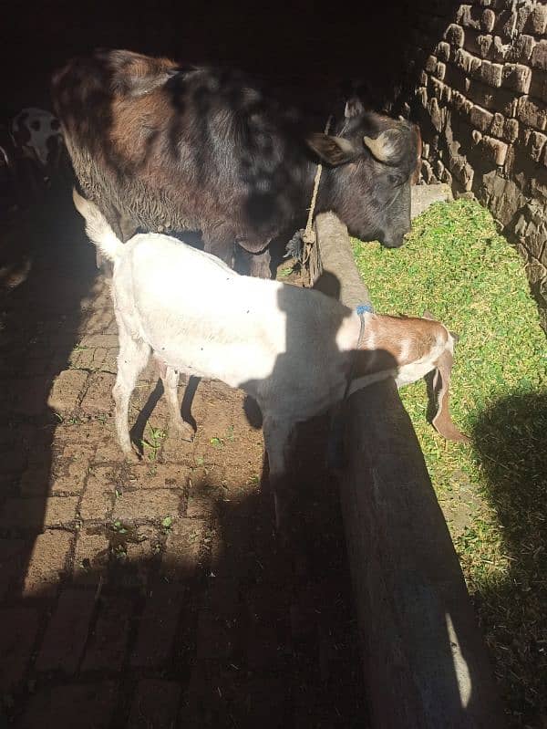 goat for sell 4