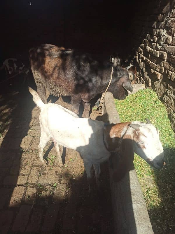 goat for sell 5