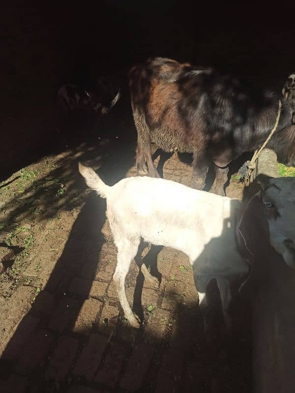 goat for sell 6