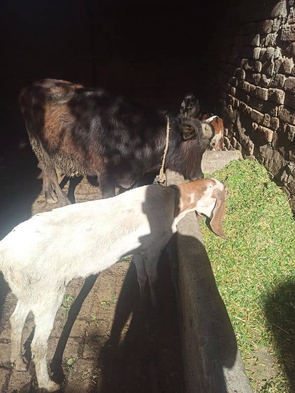 goat for sell 7