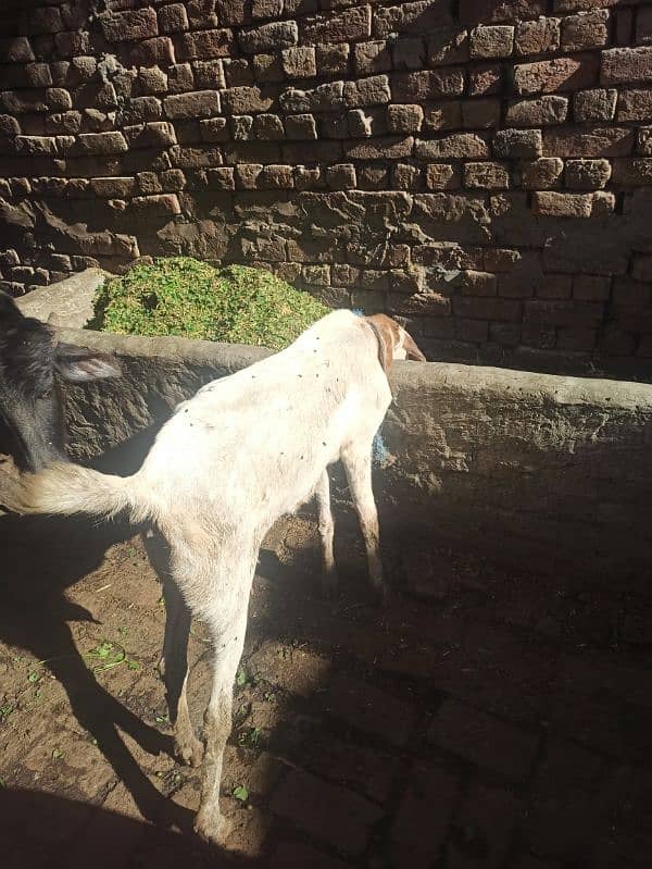 goat for sell 9