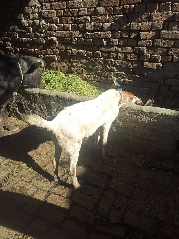 goat for sell 10