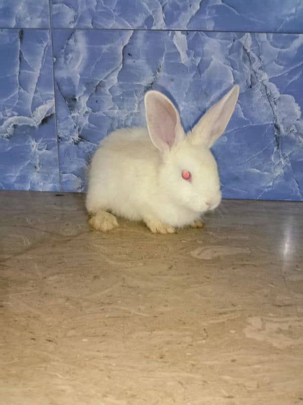 New Zealand rabbit 03224186572 2