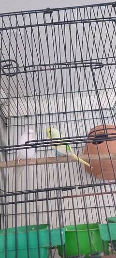 budgies breeder pair with 2 cages or box or 2 cargo box