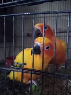 sun conure