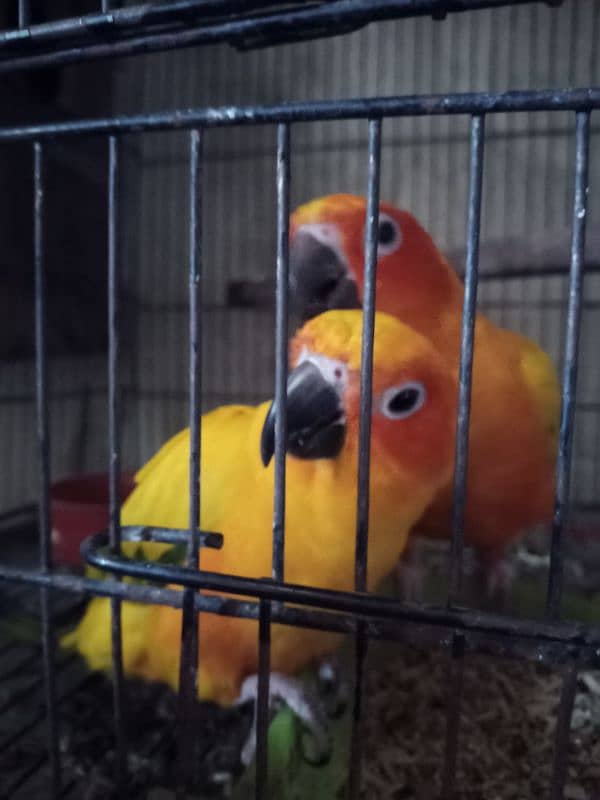 sun conure 0