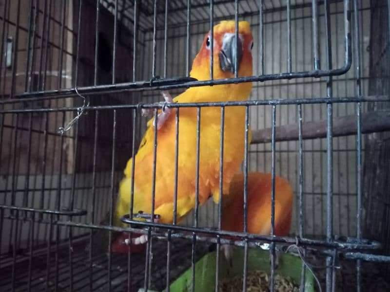 sun conure 1