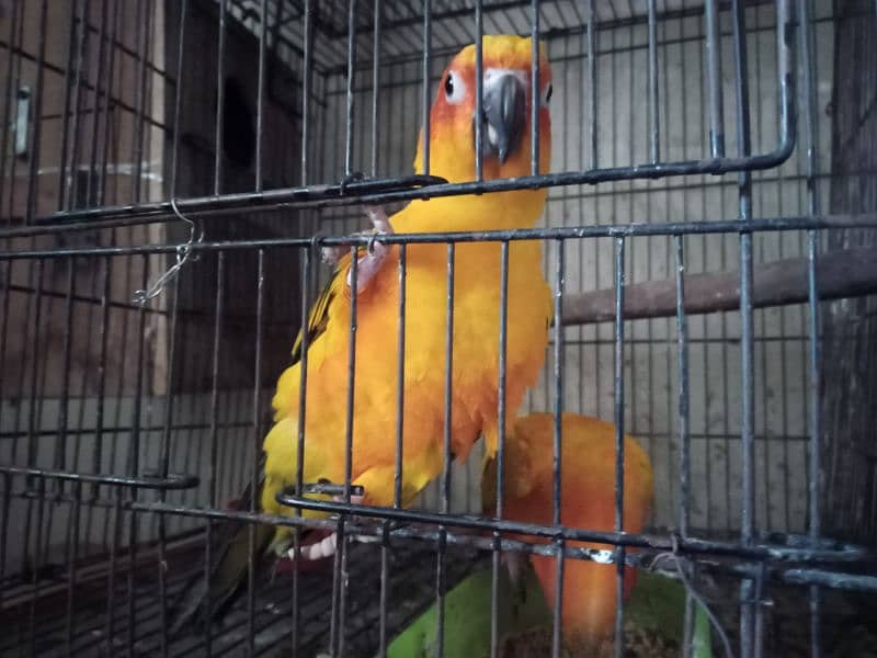 sun conure 2