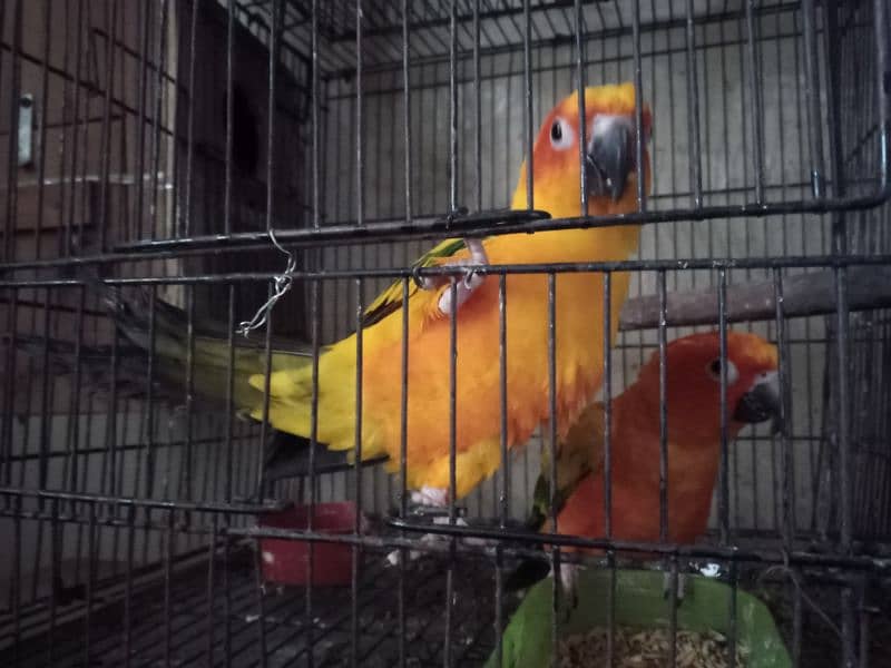 sun conure 3