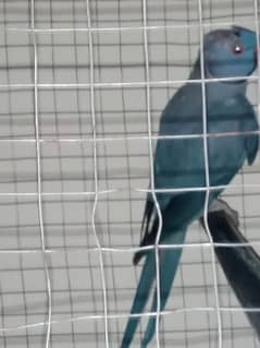 blue ringneck parrot age 2 year all good condition