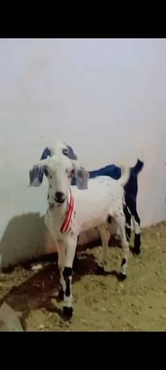 MALE GOATS Bakara dono 7months