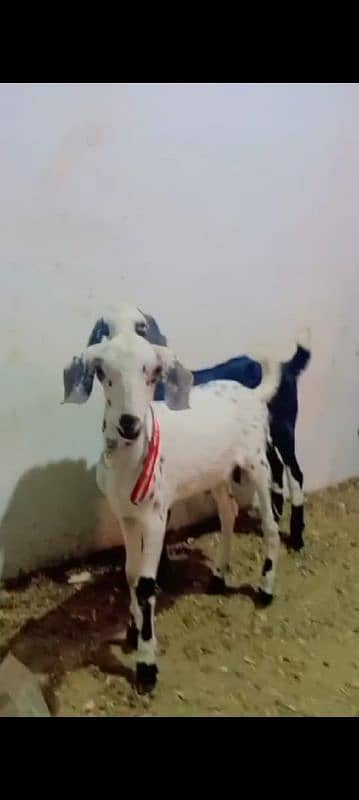 MALE GOATS Bakara dono 7months 0