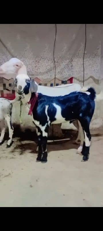 MALE GOATS Bakara dono 7months 1