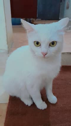 Beautiful white persian cat for sale in wah cantt