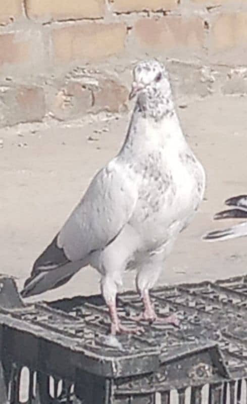 Pigeon Golden Taddy Rampuri 1