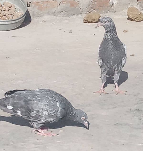 Pigeon Golden Taddy Rampuri 2