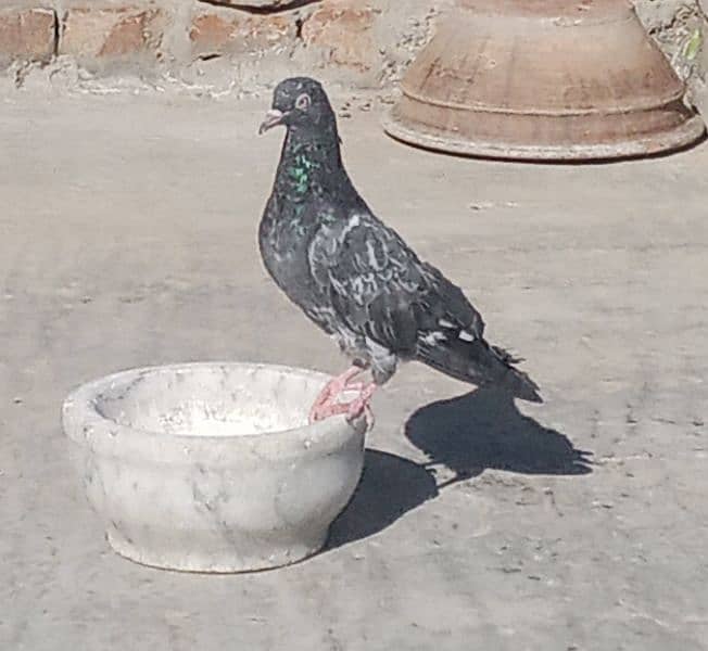 Pigeon Golden Taddy Rampuri 6