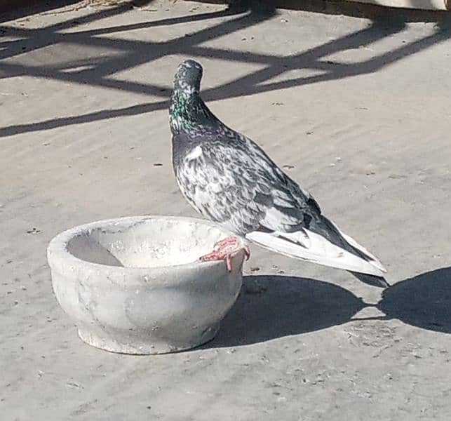 Pigeon Golden Taddy Rampuri 7