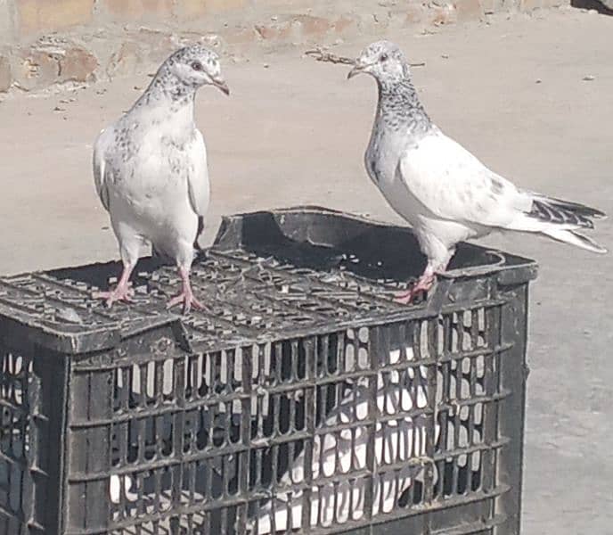 Pigeon Golden Taddy Rampuri 8