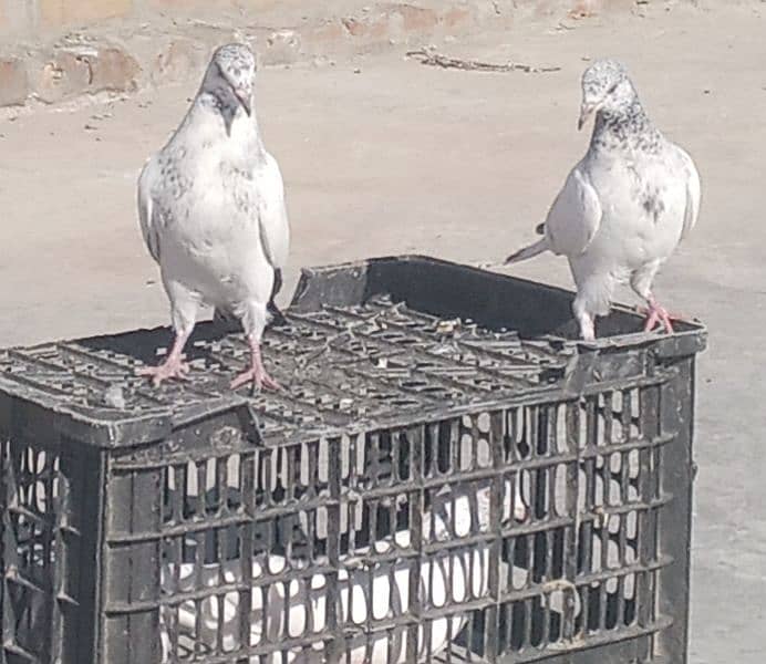 Pigeon Golden Taddy Rampuri 9