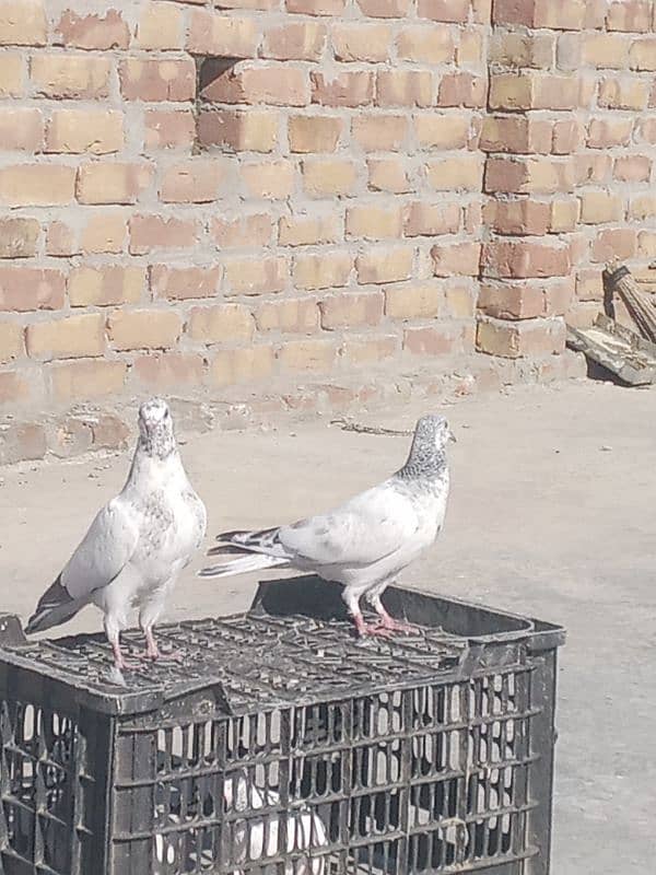 Pigeon Golden Taddy Rampuri 10