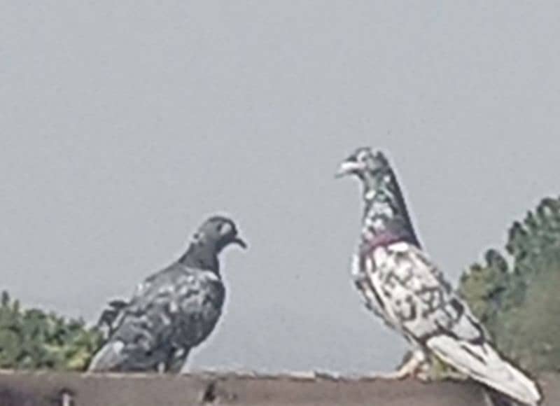 Pigeon Golden Taddy Rampuri 15