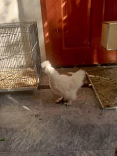 Silkies trio for sale. | hen | trio | fancy |