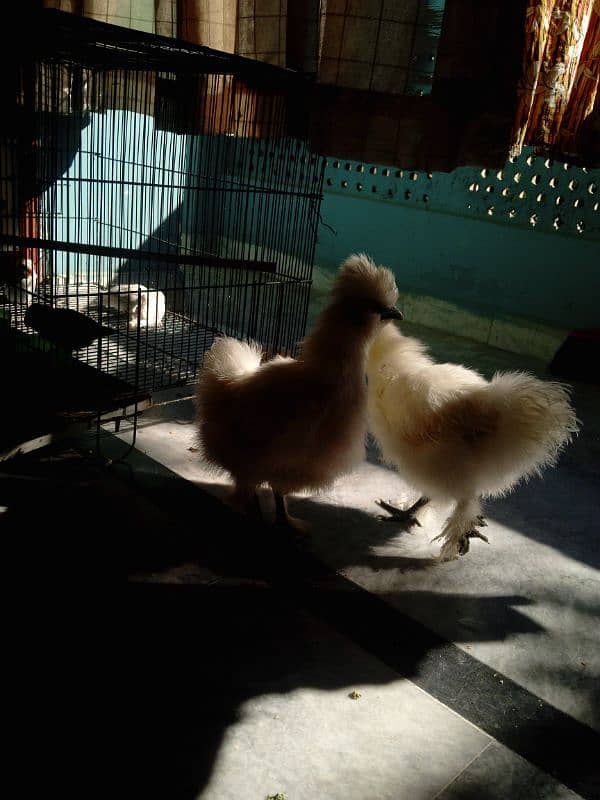 Silkies trio for sale. | hen | trio | fancy | 1