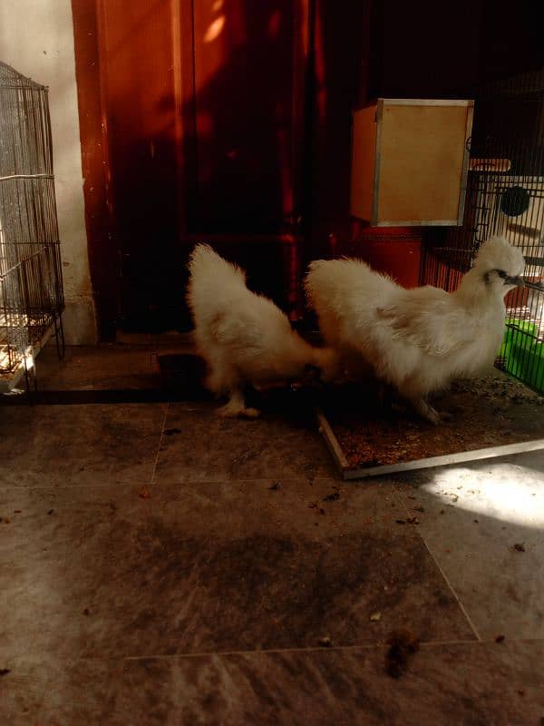 Silkies trio for sale. | hen | trio | fancy | 2