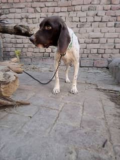 Pointer Dog shikar pr lagi