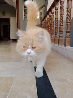 Male Persian cat for adoption