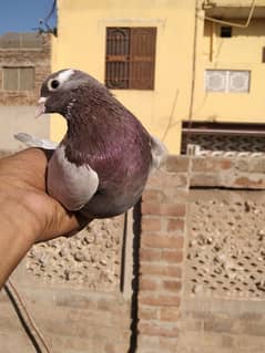 2 Patti waky lale dubaze male for sale