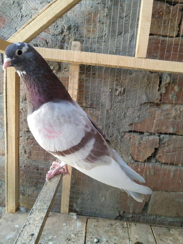 2 Patti waky lale dubaze male for sale 4