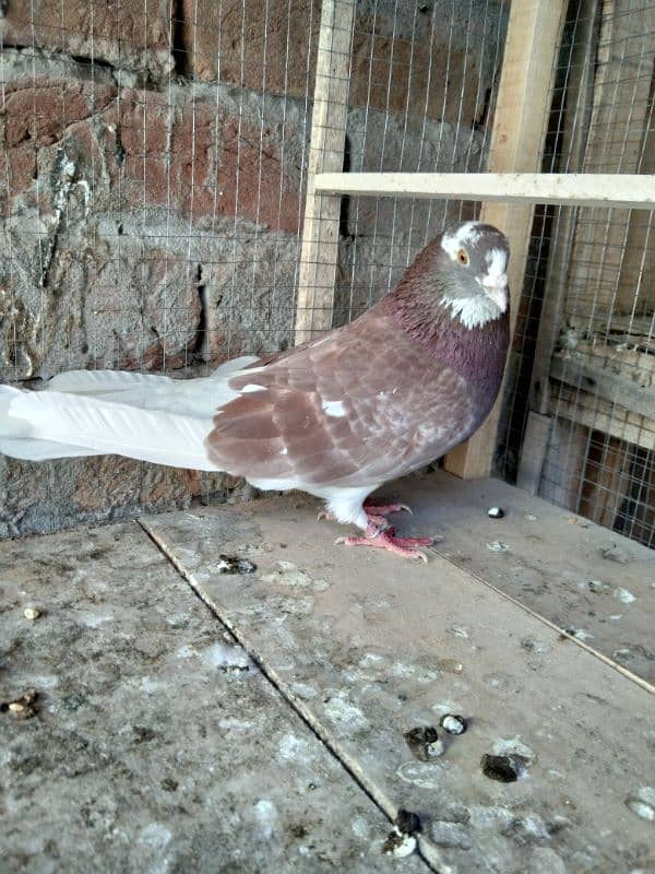 2 Patti waky lale dubaze male for sale 6