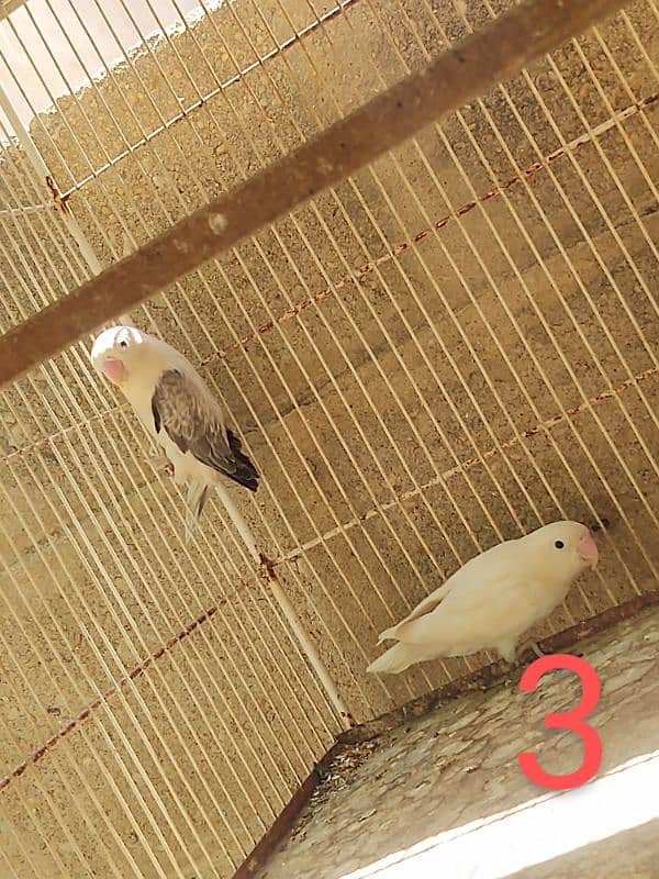 Breeder Pairs wiith chicks Albino Parblue / Fishers pasnata lutions 6