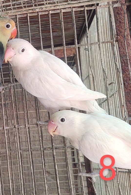 Breeder Pairs wiith chicks Albino Parblue / Fishers pasnata lutions 15