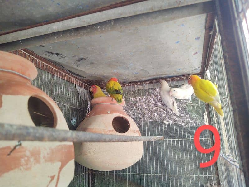 Breeder Pairs wiith chicks Albino Parblue / Fishers pasnata lutions 18