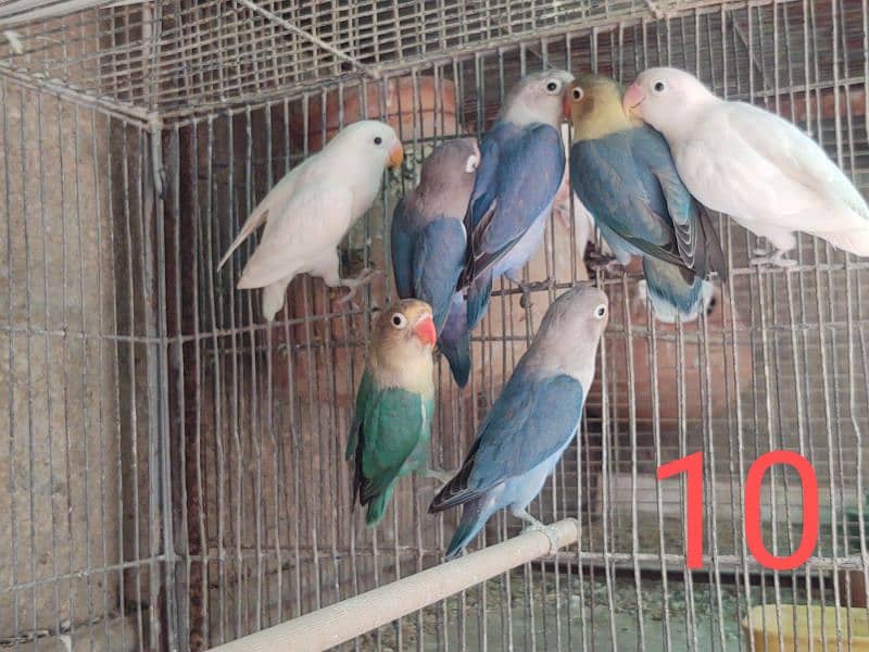 Breeder Pairs wiith chicks Albino Parblue / Fishers pasnata lutions 19