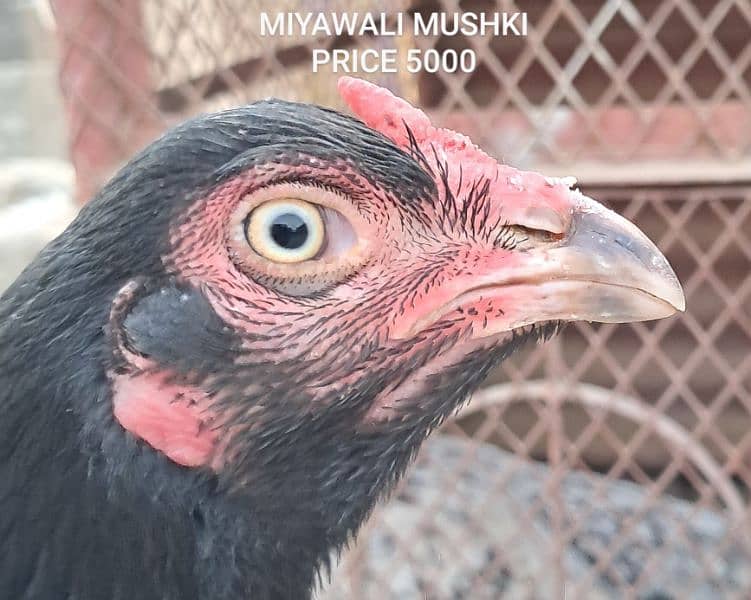 HIGH QUALITY KAMALIYA BREED & MIYAWALI MUSHKI AVAILABLE num03140340663 3