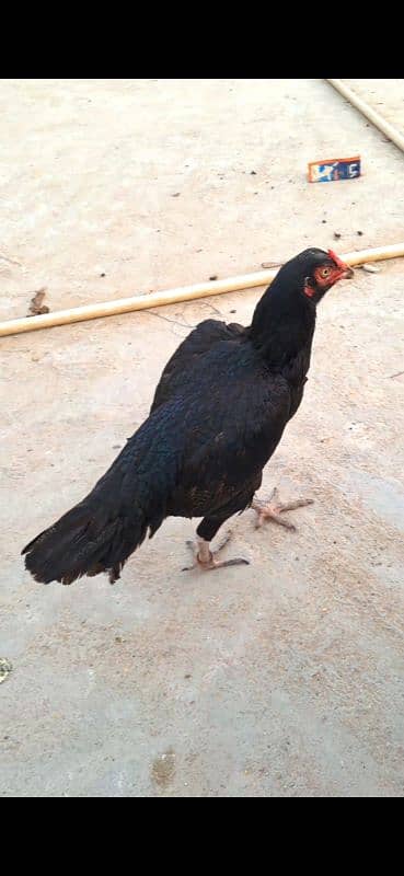 HIGH QUALITY KAMALIYA BREED & MIYAWALI MUSHKI AVAILABLE num03140340663 5